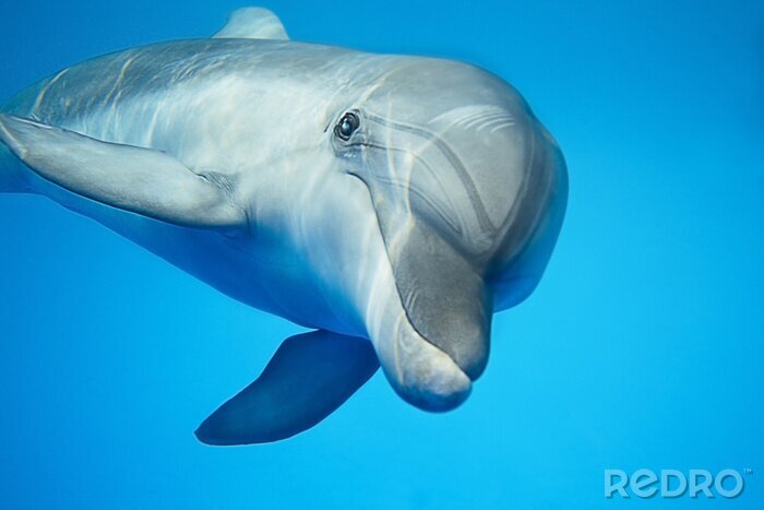 Poster  Dolphin sous l'eau