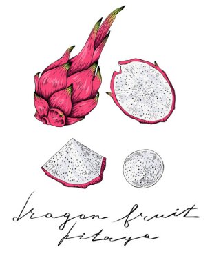 Poster  Draroin fruit, dessinés à la main, plein et tranches, vecteur