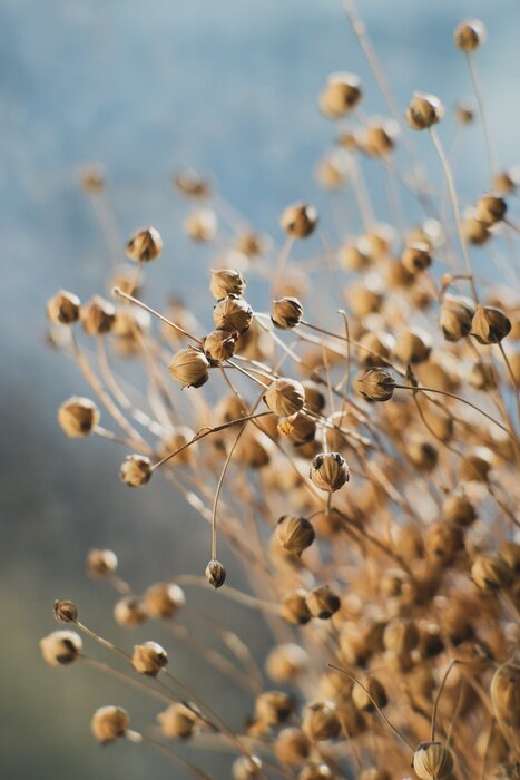 Poster  Dried flax close-up view. Sadness, autumn melancholy, depression, mourn, grief concept