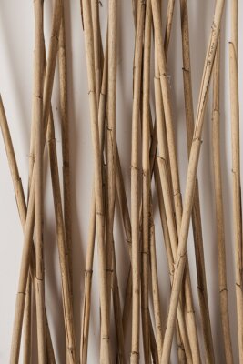 Poster  Dry cane reeds stalks on white background. Minimalist nature concept.