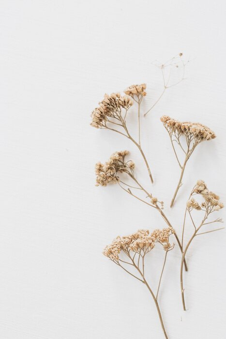 Poster  Dry floral branch on white background. Flat lay, top view minimal neutral flower composition.