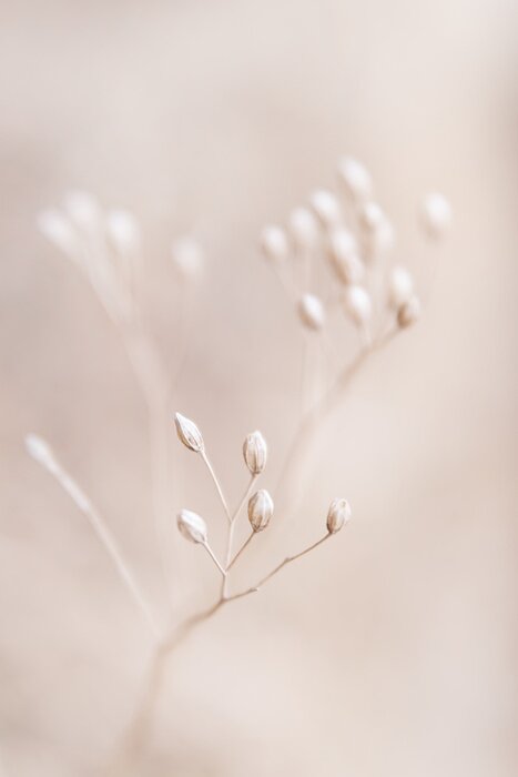 Poster  Dry flowers plant floral branch on soft beige pastel background. Blurred selective focus. Pattern with neutral natural colors.