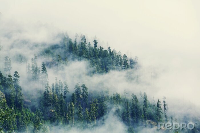 Poster  Du brouillard parmi les arbres verts
