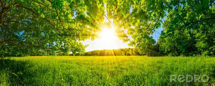 Poster  Du soleil et une prairie