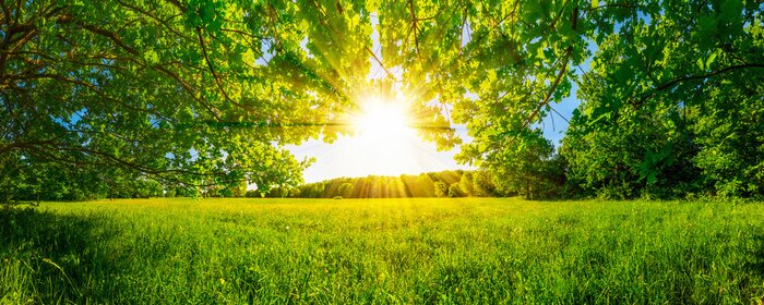 Poster  Du soleil et une prairie