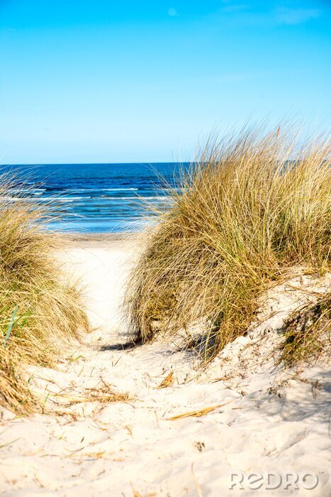 Poster  Dune de sable sur la plage
