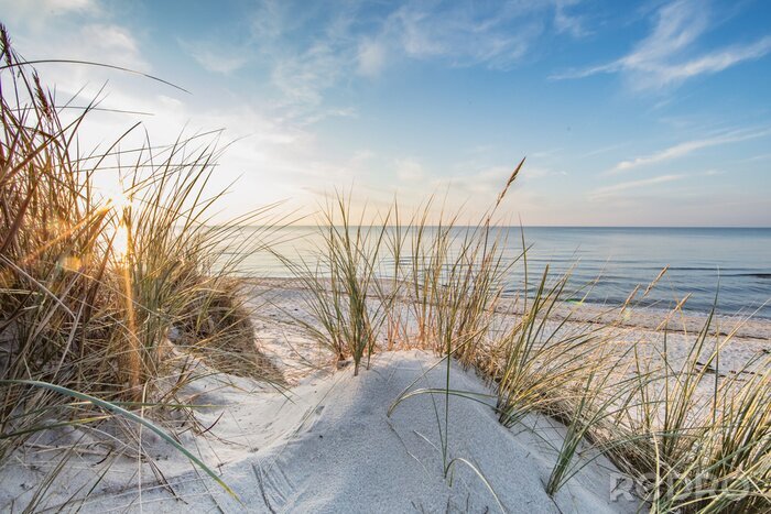 Poster  Dunes, sable, mer et herbe sèche