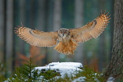 Eagle owl landing on snowy tree stump in forest. Flying Eagle owl with open wings in habitat with trees, bird fly. Action winter scene from nature, wildlige. Owl, big wingspan. Autumn snow forest.