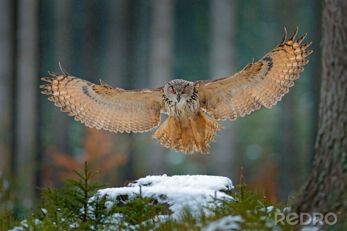 Poster  Eagle owl landing on snowy tree stump in forest. Flying Eagle owl with open wings in habitat with trees, bird fly. Action winter scene from nature, wildlige. Owl, big wingspan. Autumn snow forest.