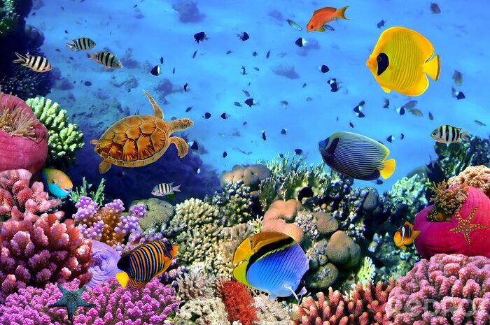 Poster  Eau bleue et récif corallien