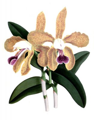 Poster  Een slaperige orchidee met gespikkelde bloemblaadjes
