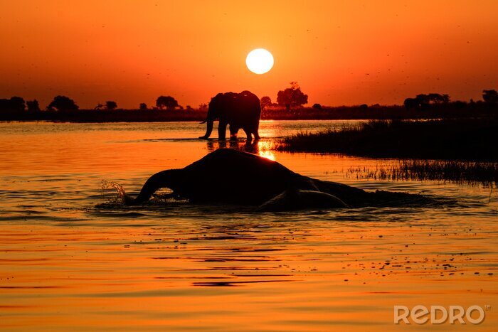Poster  Éléphant au coucher du soleil