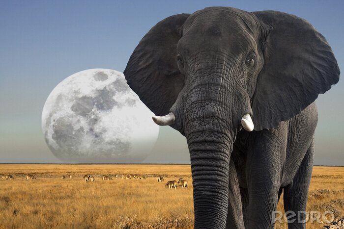 Poster  Éléphant avec la lune en arrière-plan