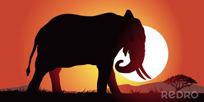 Poster  Éléphant d'Afrique au coucher du soleil