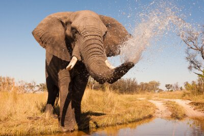 Éléphant d'Afrique au point d'eau