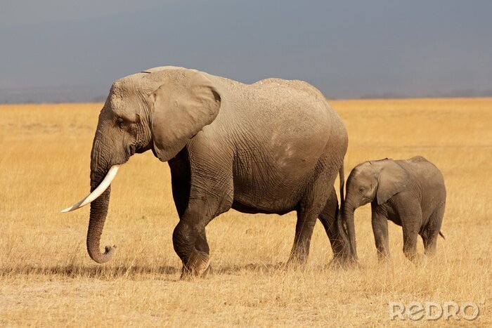 Poster  Éléphant d'Afrique avec un veau, le parc national d'Amboseli