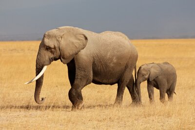 Poster  Éléphant d'Afrique avec un veau, le parc national d'Amboseli