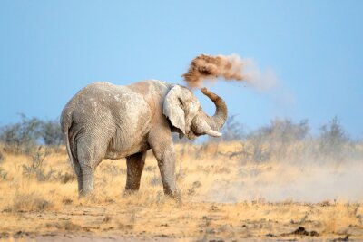 Poster  Éléphant d'Afrique dans le sable
