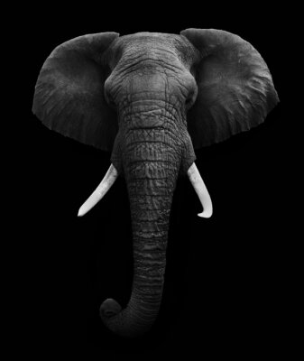 Éléphant d'Afrique sur fond noir