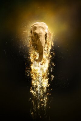 Poster  Éléphant dans la lueur de la lumière