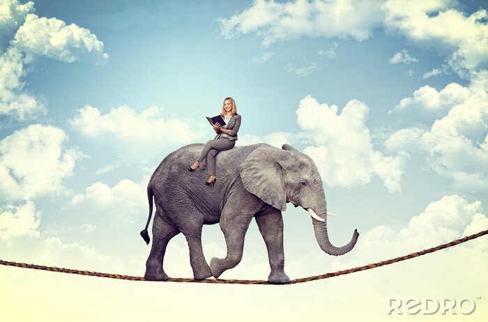 Poster  Éléphant en équilibre sur une corde raide