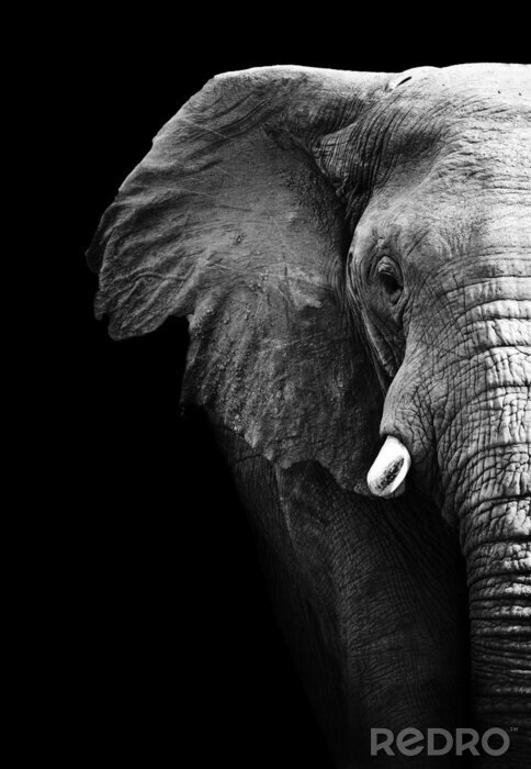 Poster  Eléphant gris sur fond noir