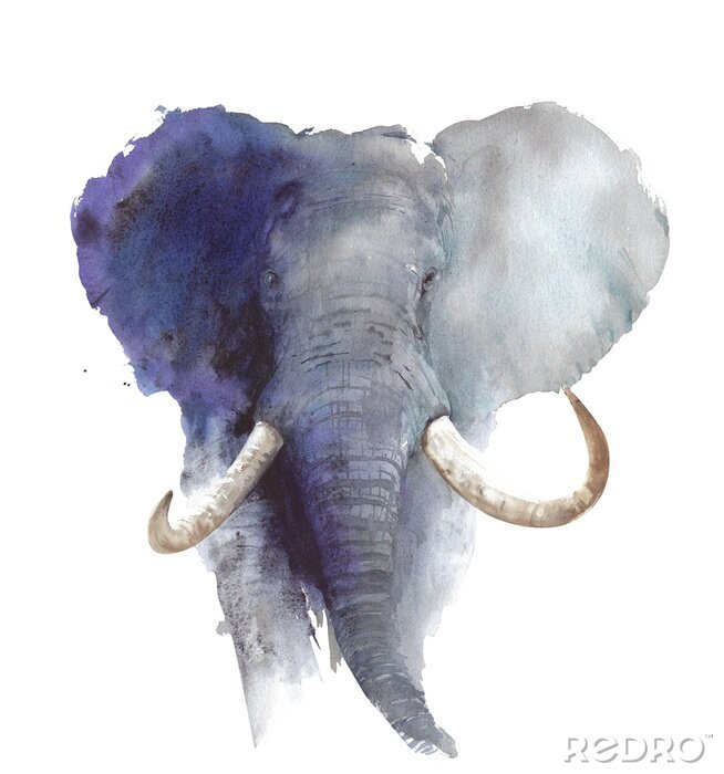 Poster  Elephant head portrait African wildlife endangered specie safari animal watercolor painting illustration isolated on white background