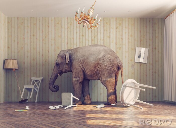 Poster  Éléphant indien dans la chambre