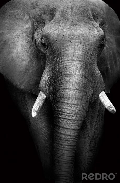 Poster  Éléphant sur les noirs
