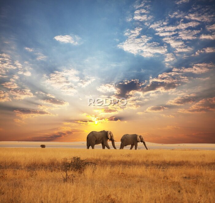 Poster  Éléphants dans la savane africaine au coucher du soleil