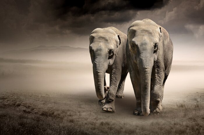 Poster  Eléphants sur un chemin gris