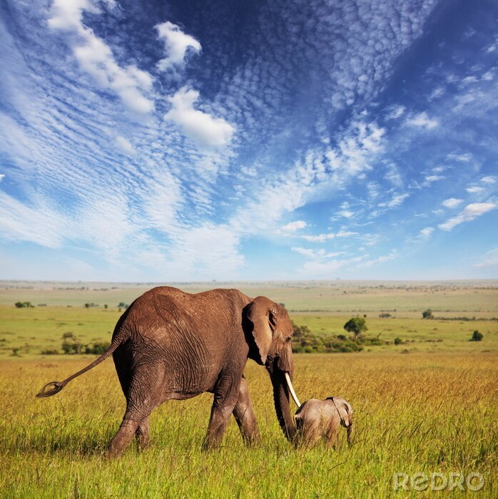 Poster  Eléphants sur un ciel d'été