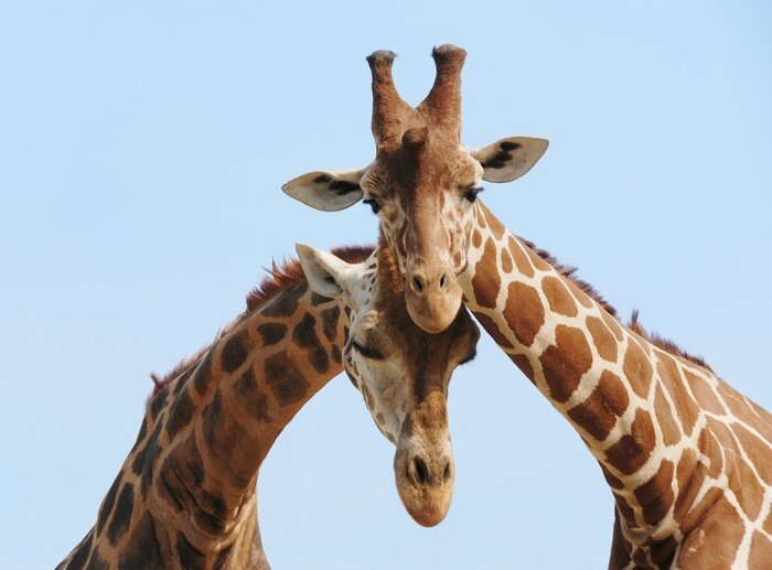 Poster  Embrasser des girafes contre le ciel