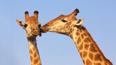 Poster  Embrasser Girafes