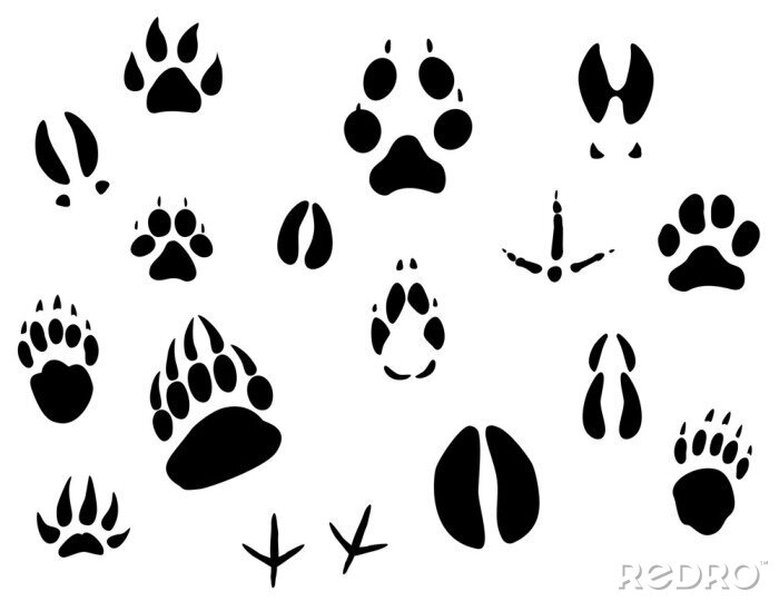 Poster  Empreintes noires de diverses espèces animales