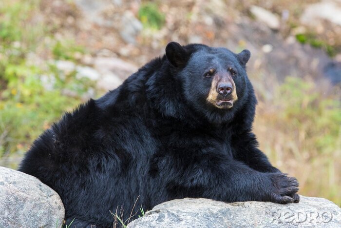 Poster  énorme ours noir mâle en automne