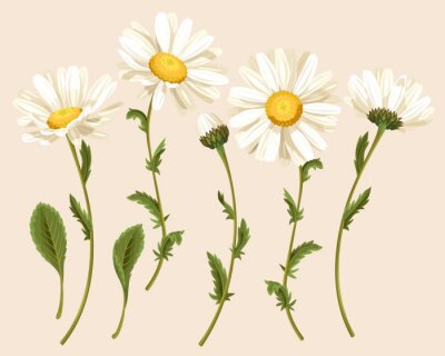 Ensemble de camomiles