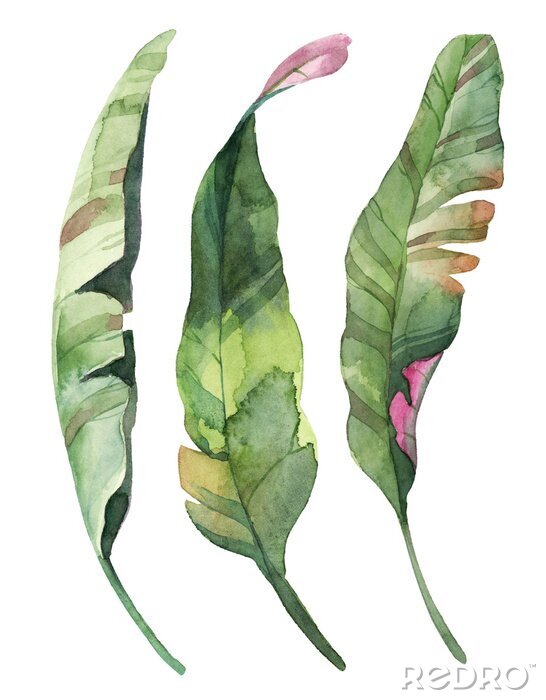Poster  Ensemble de feuilles peintes à l'aquarelle