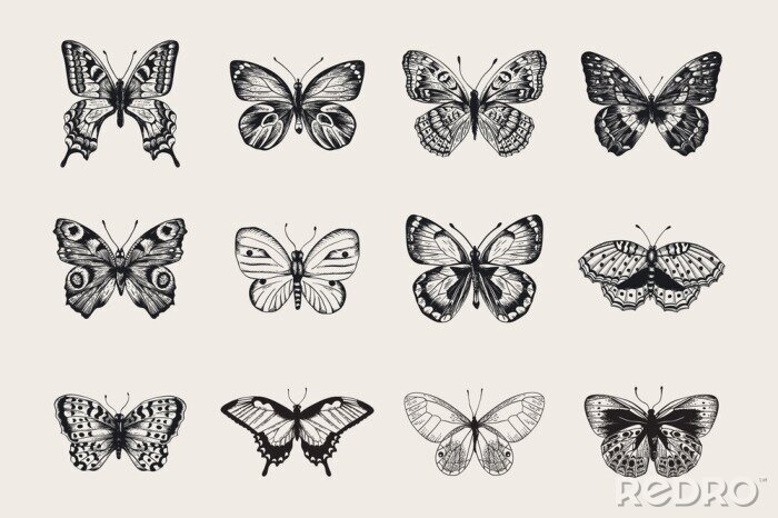Poster  Ensemble de papillons. Vector illustration vintage classique. Noir et blanc