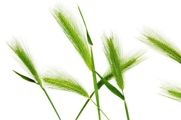 Poster  Épis verts de jeune grain