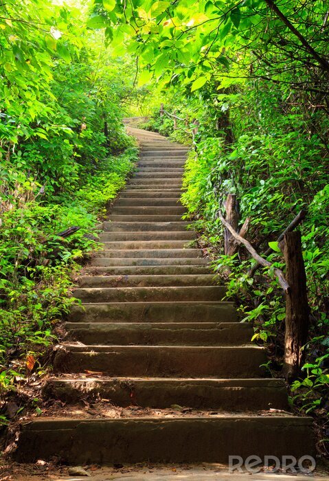 Poster  Escaliers dans une forêt de feuillus