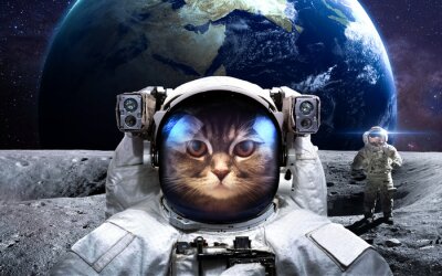 Poster  Espace capturé par un chat astronaute