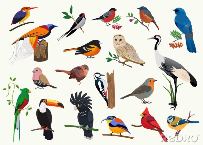 Poster  Espèces d'oiseaux