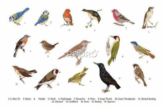 Poster  Espèces d'oiseaux