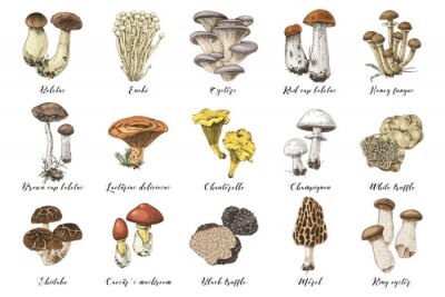 Poster  Espèces de champignons