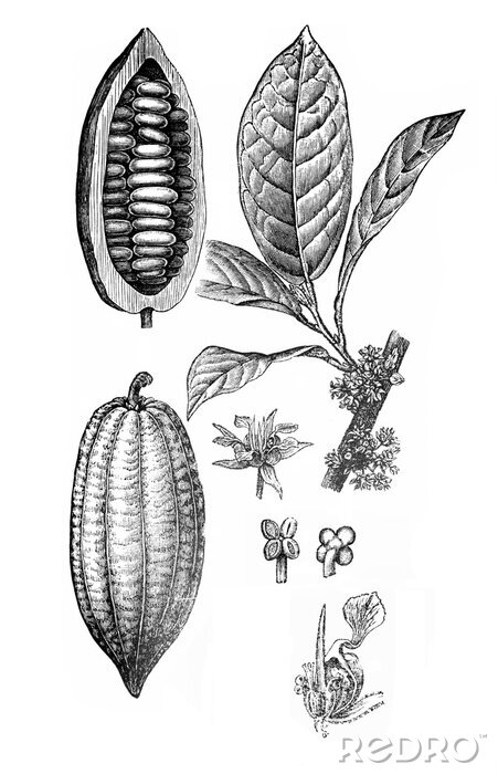 Poster  Esquisse botanique de fruits et de feuilles de cacaoyer