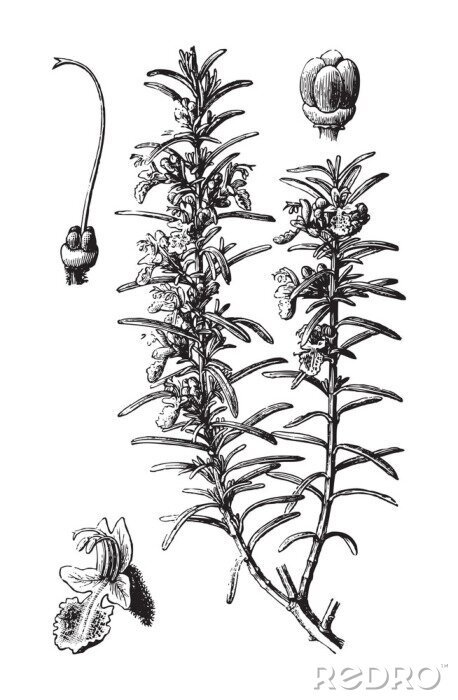 Poster  Esquisse botanique en noir et blanc de romarin