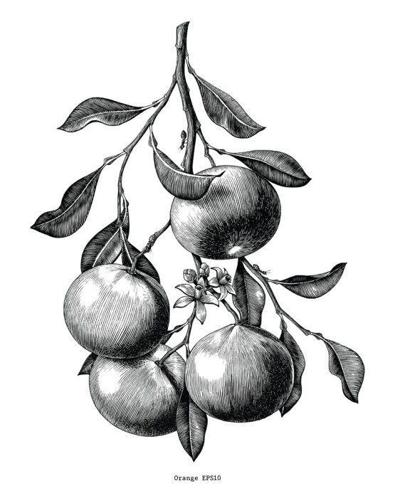 Poster  Esquisse d'oranges suspendues à une branche