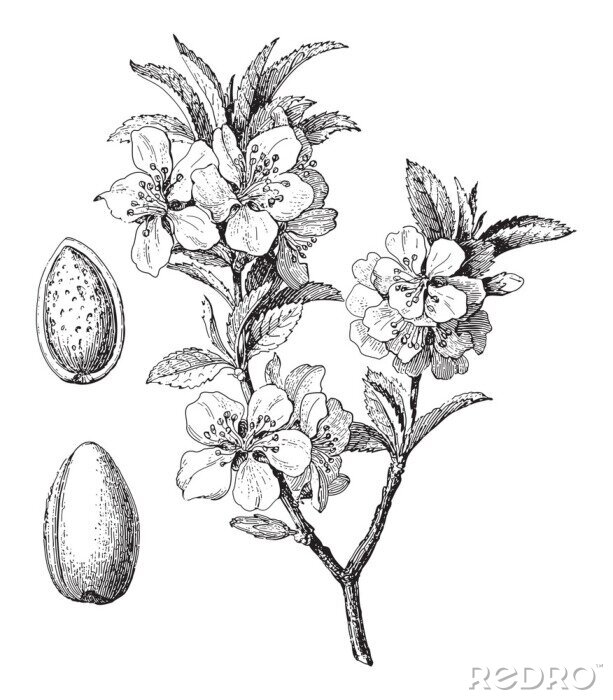 Poster  Esquisse d'une branche d'amandier avec des fleurs