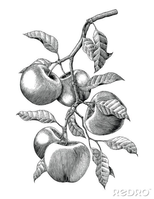 Poster  Esquisse d'une branche de pommier avec des fruits
